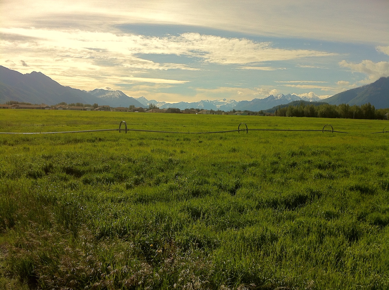 The Alaska Farmland Trust saving farmland in the Matanuska Valley, protected a 40 acre hayfield near downtown Palmer, Ak